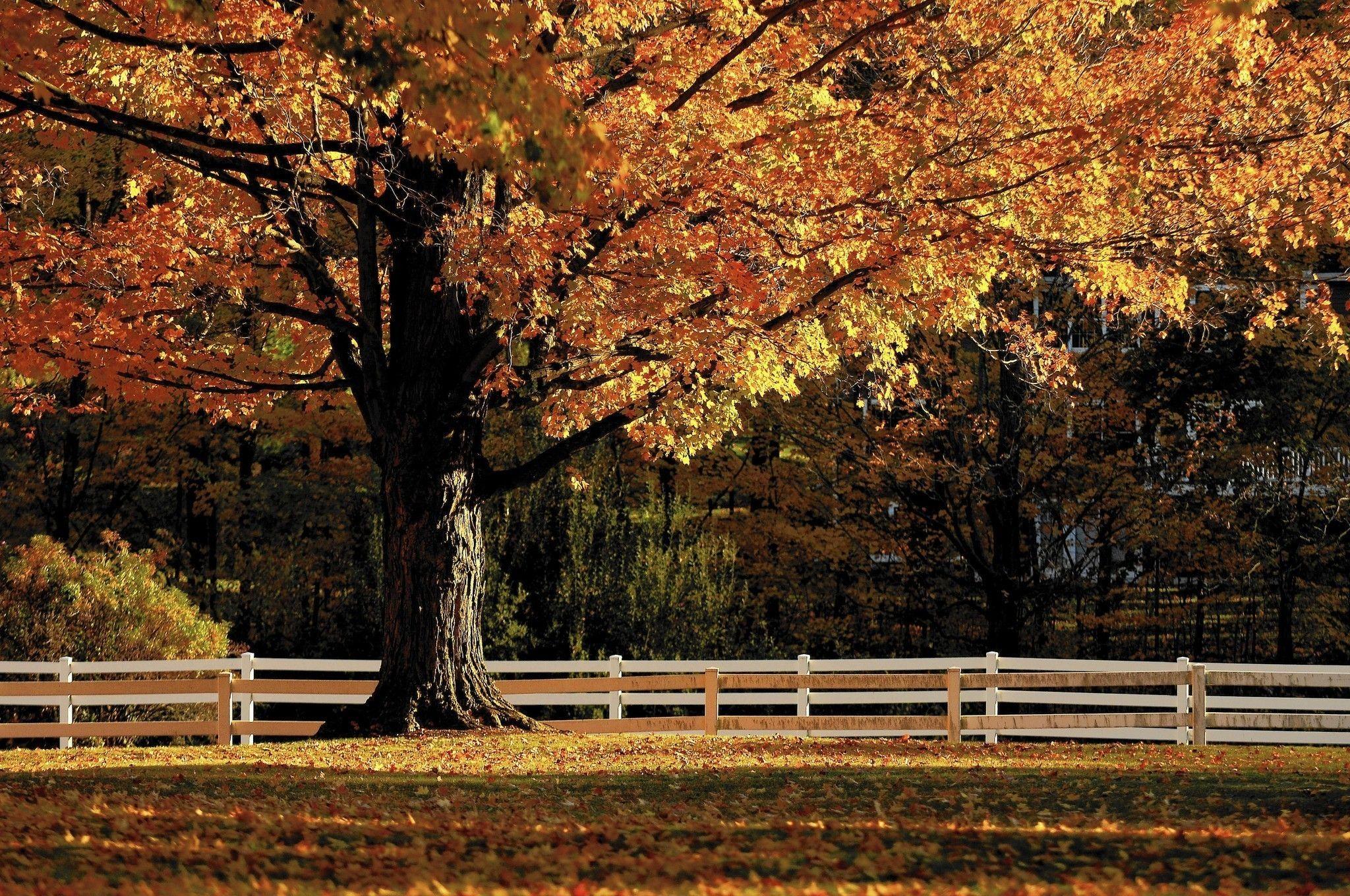 A Guide To The Autumn Palette Of Connecticut’s Trees