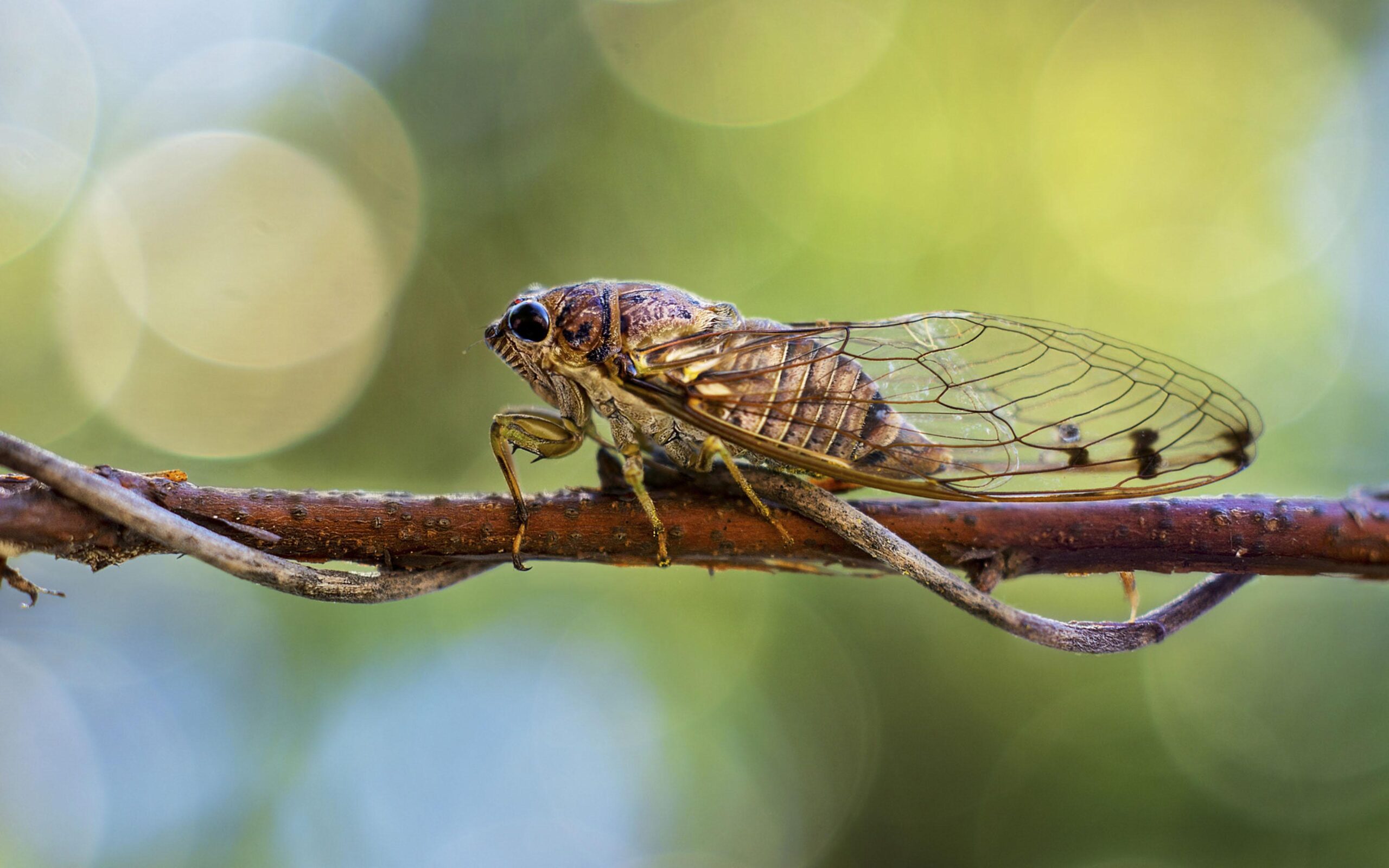 Insect Scientific Name Cicadoidea In The Order Hemiptera