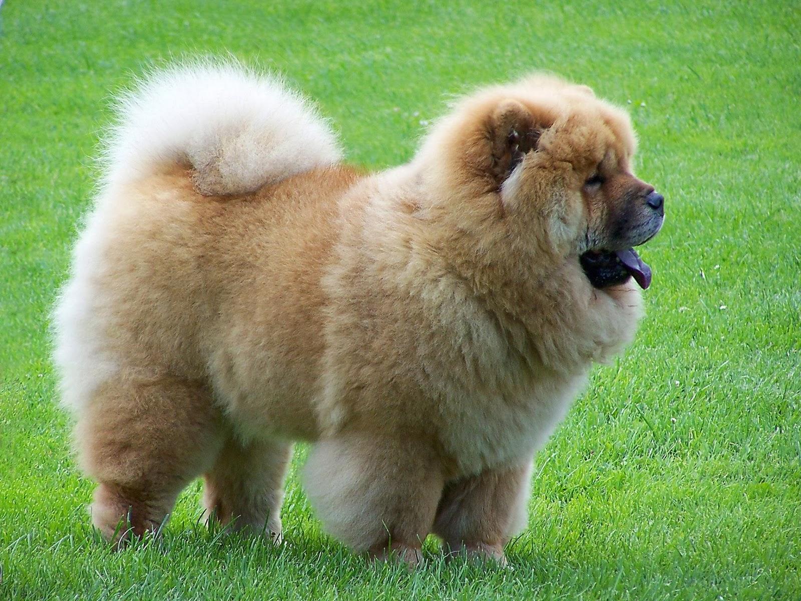 Cute Chow Chow HD Wall Wallpapers