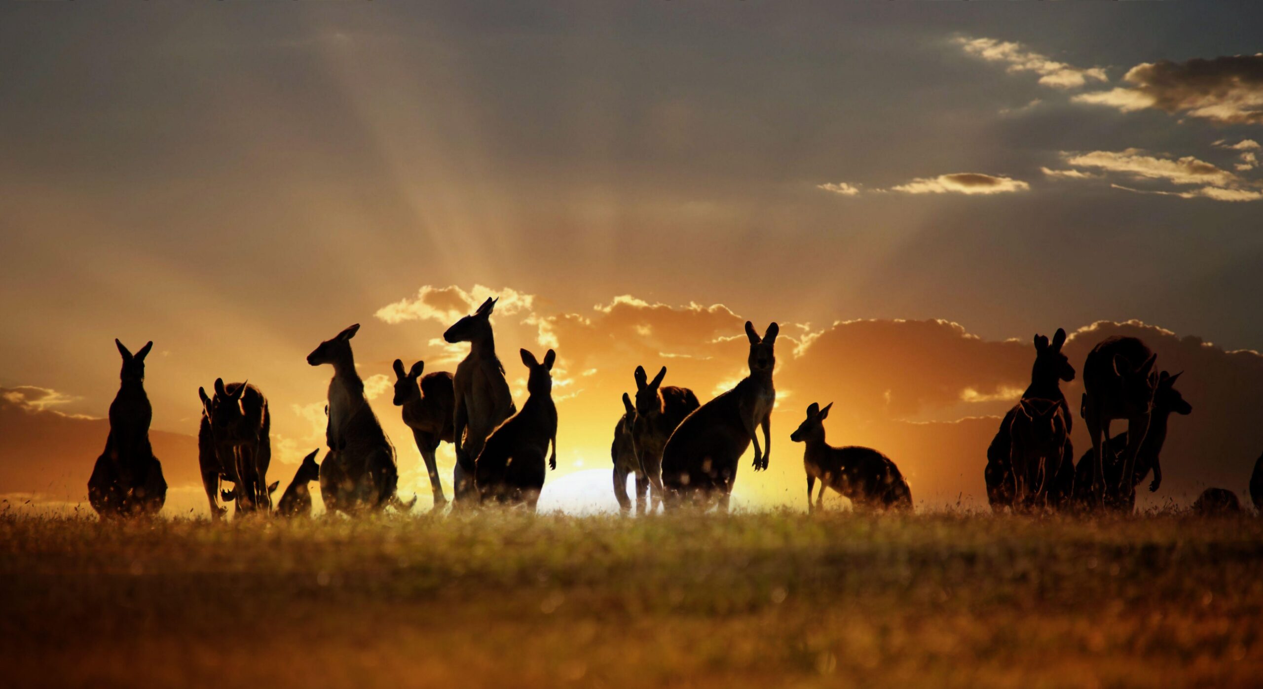 61 Kangaroo HD Wallpapers