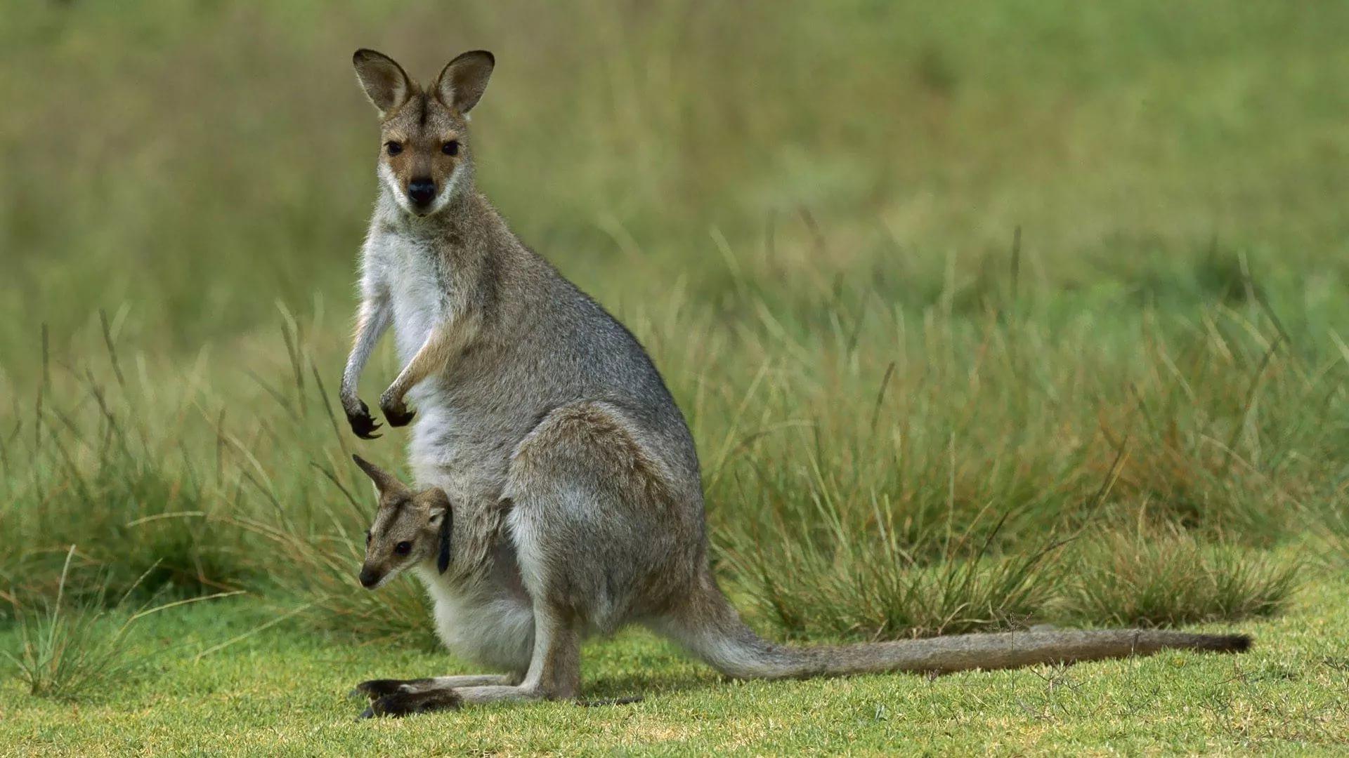 Kangaroo HD Wallpapers free