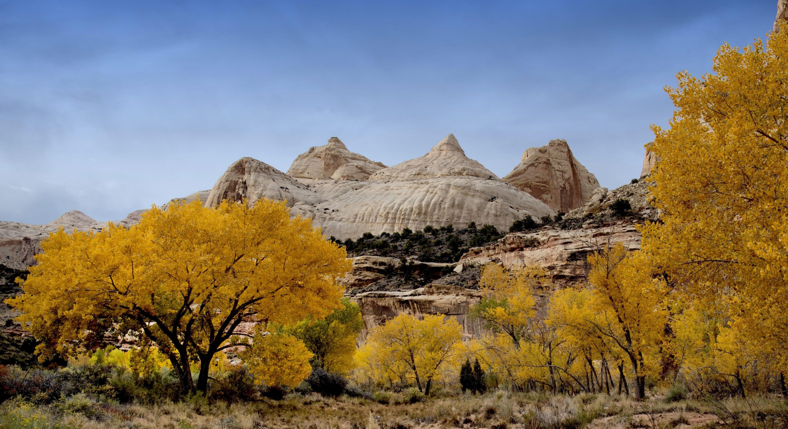 Trees and autumn and white stone mountain top, capitol reef HD