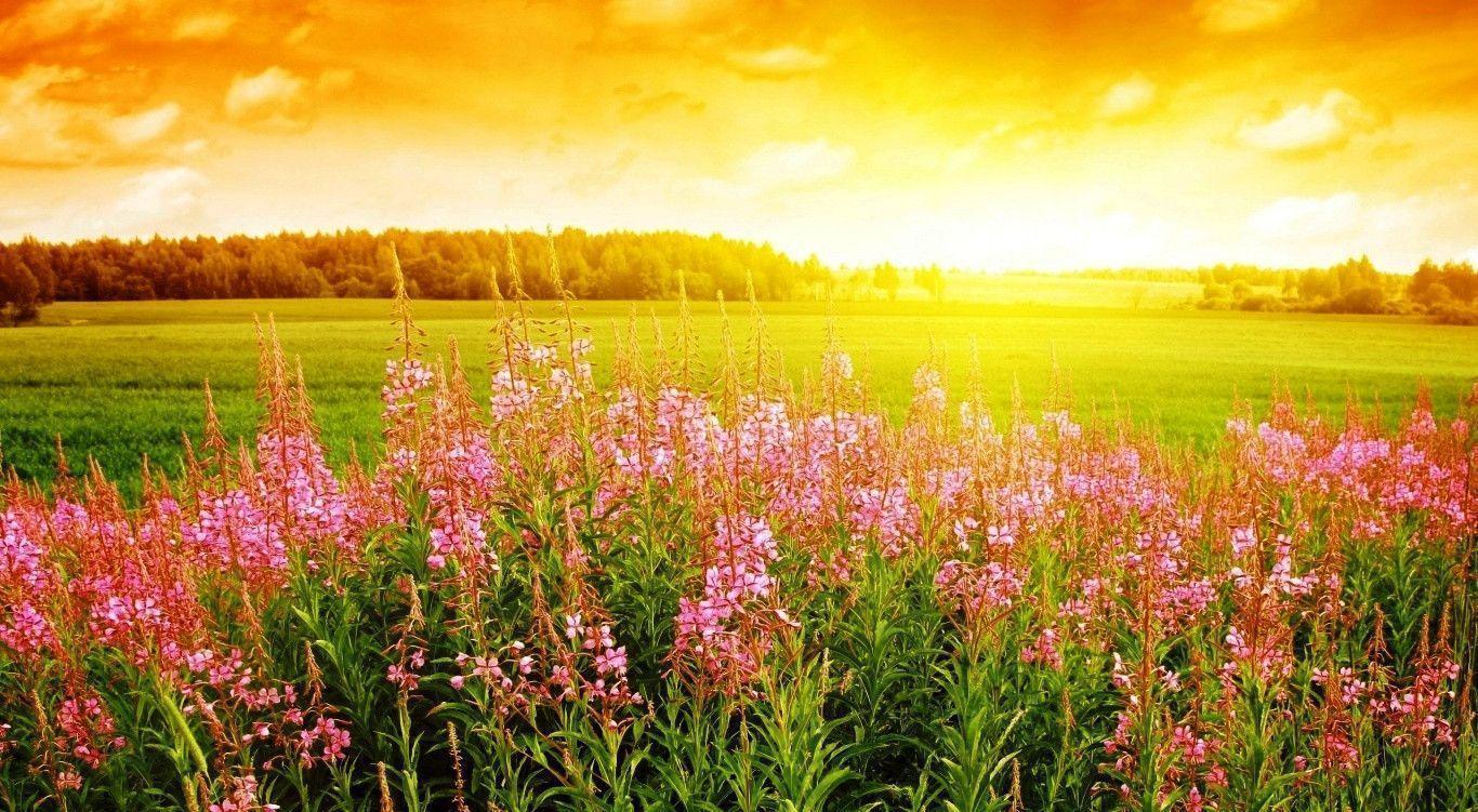 Sunrise Flower Wallpapers Photos HD 512891 Wallpapers