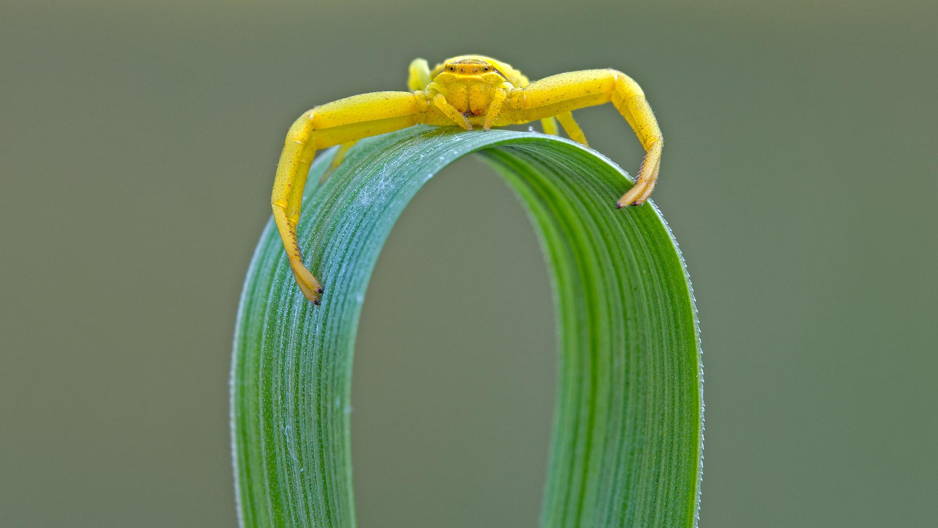 Misumena vatia goldenrod crab spider