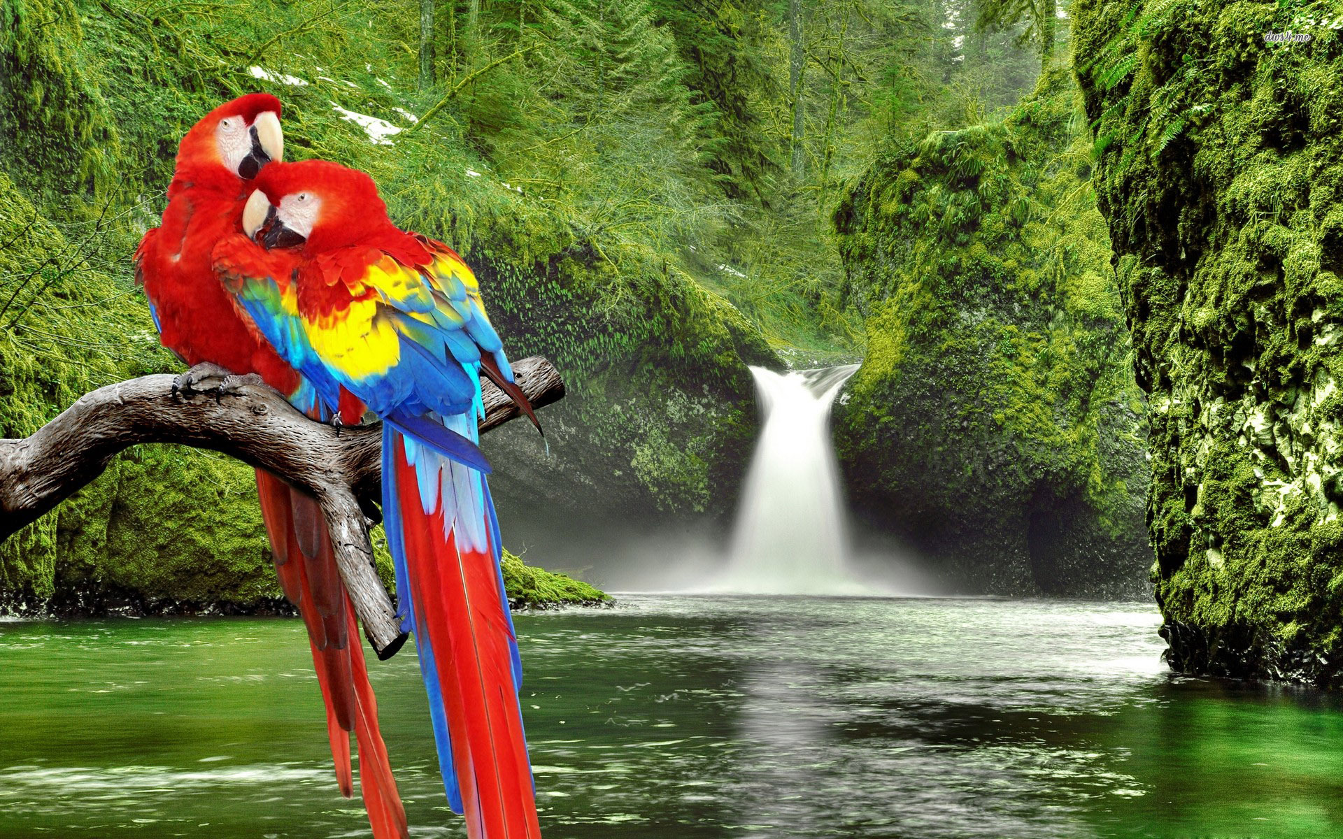 34+ Best HD Macaw Wallpapers