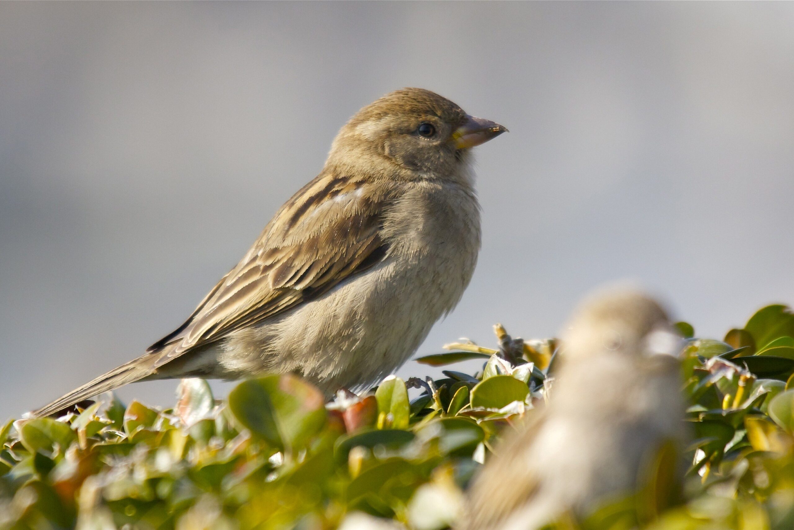 Indian Sparrow Sitting on Tree