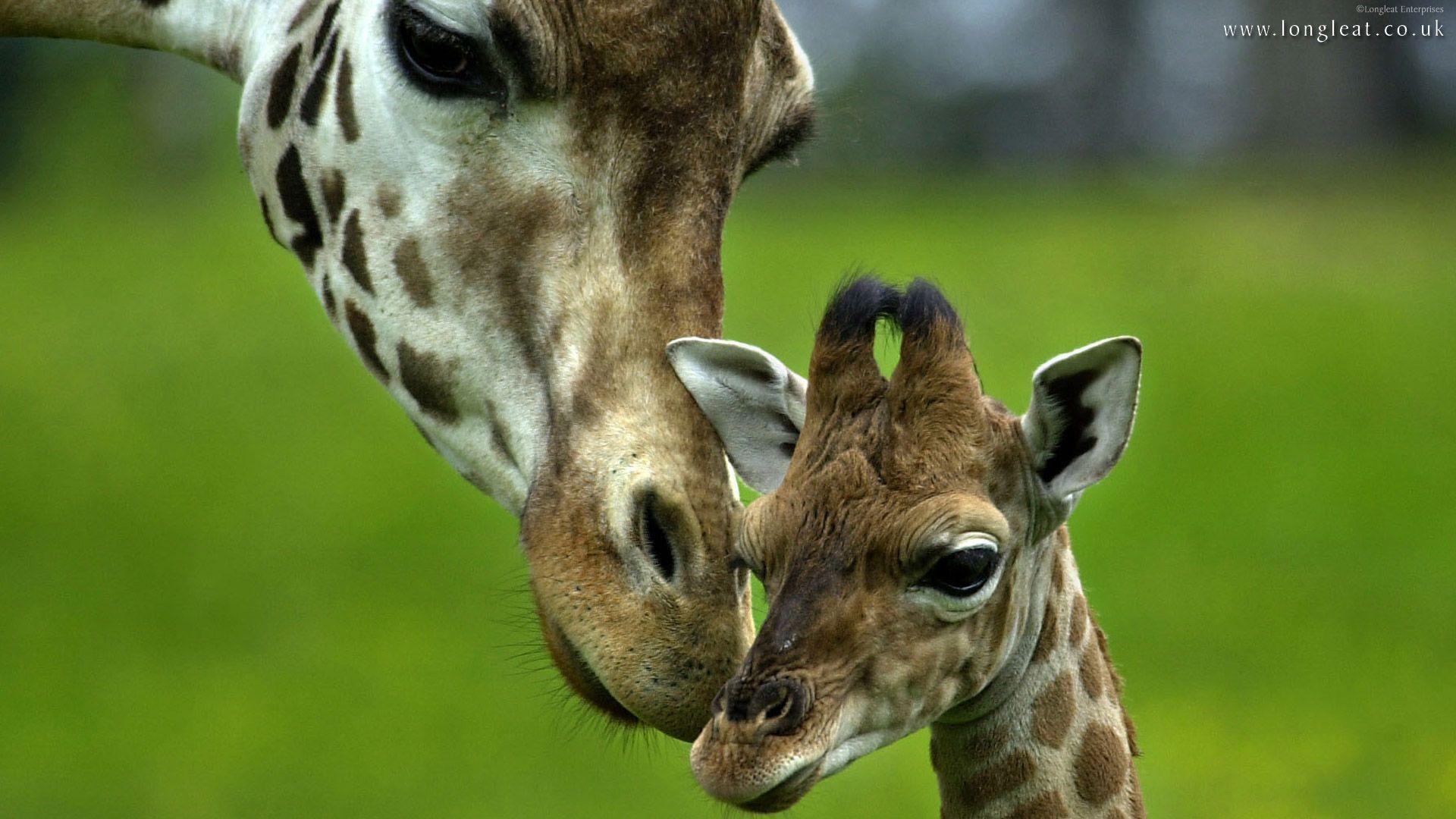 FunMozar – Baby Giraffe