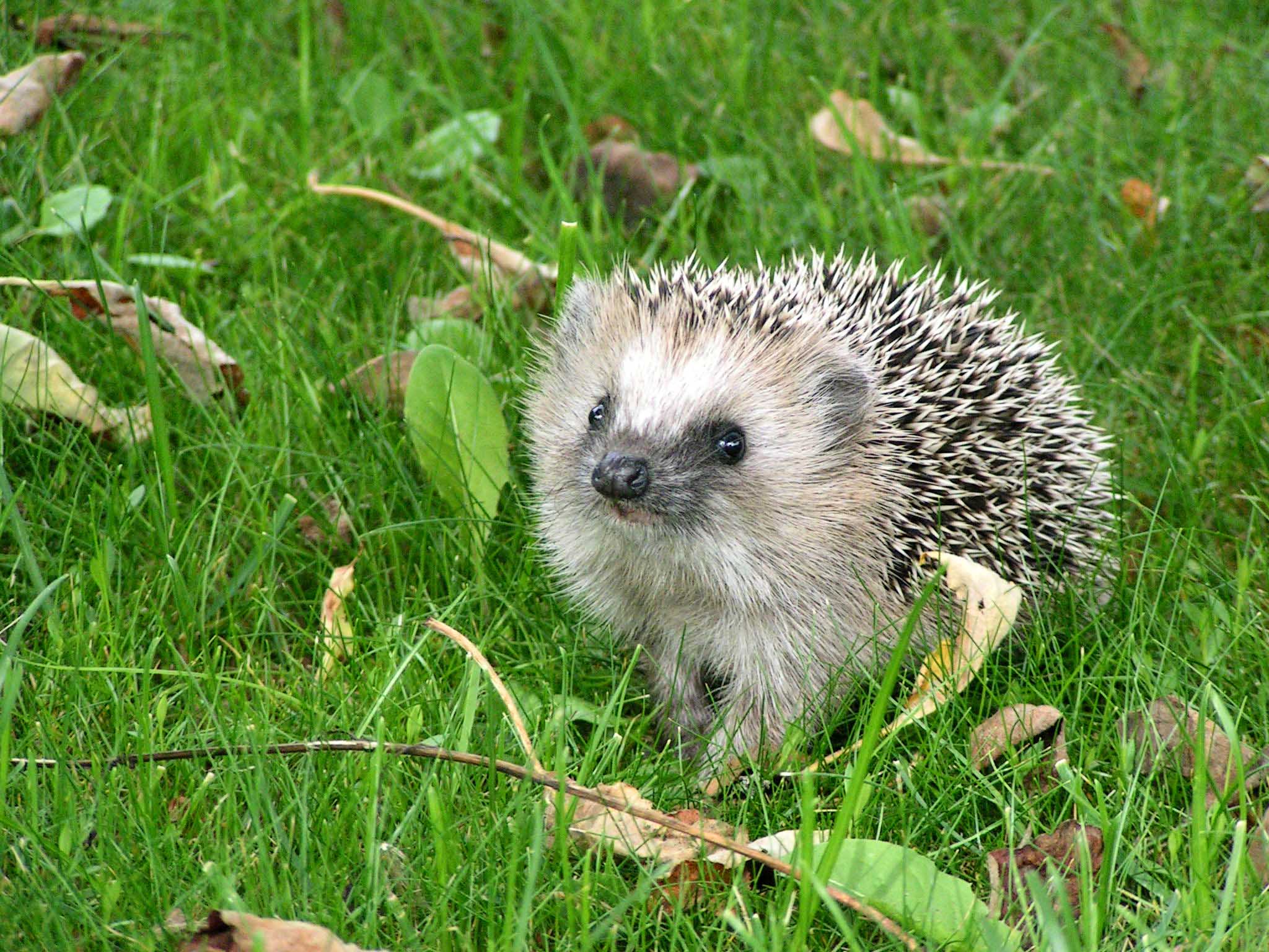 This Hedgehogs Desktop Wallpapers