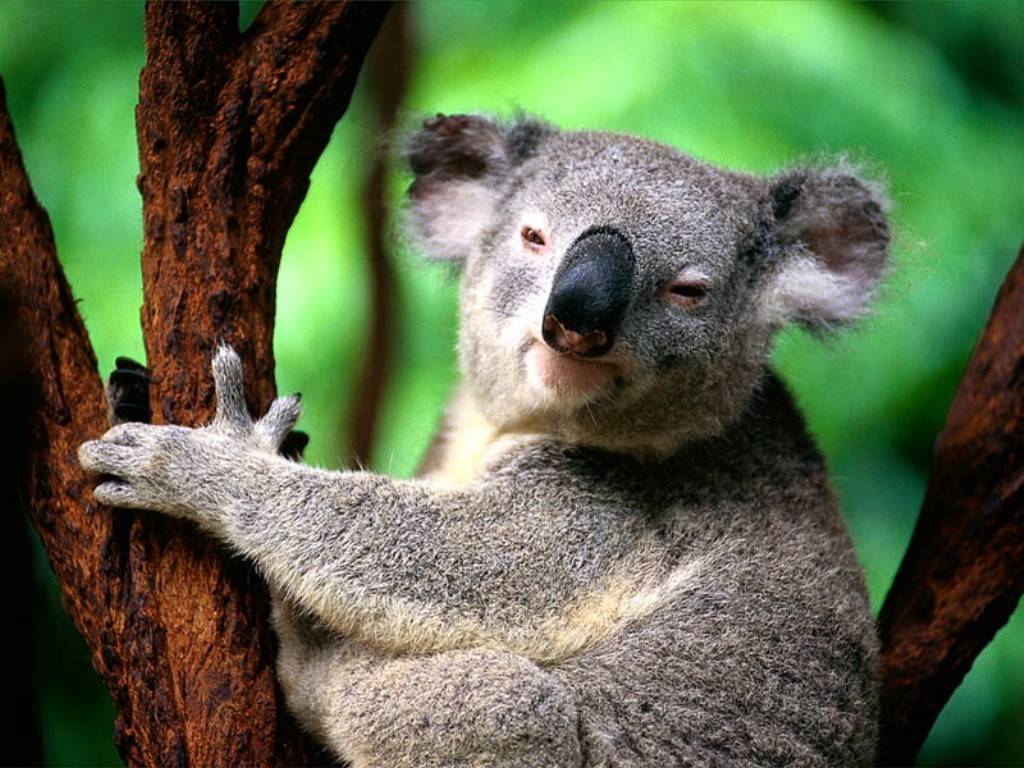 3 Funny Koala Cartoon Wallpapers