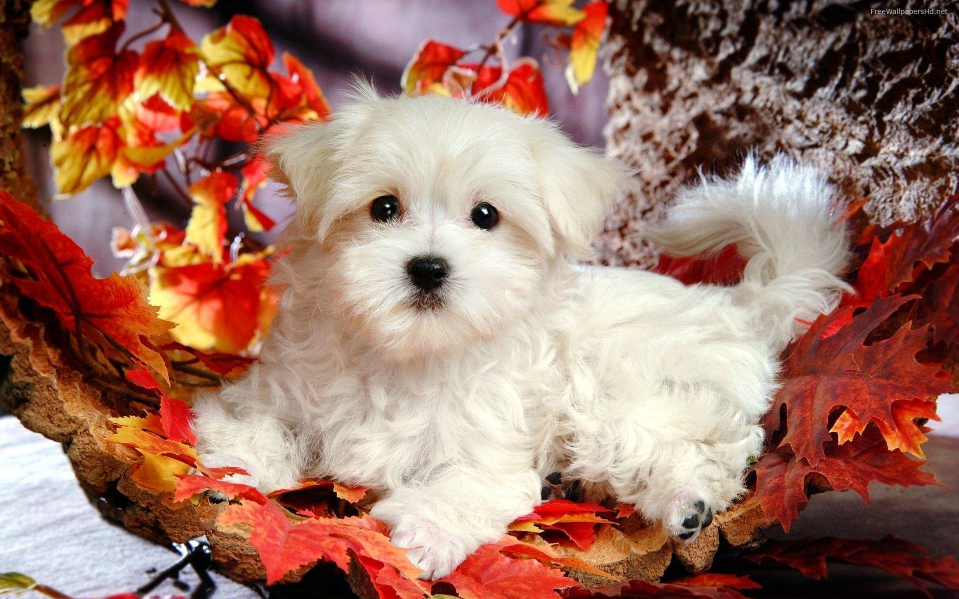 Cute Puppies Wallpaper Backgrounds