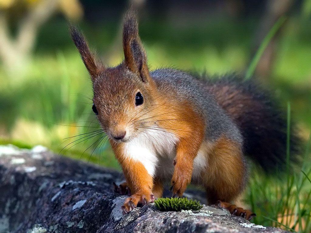 Cute Squirrel HD Wallpapers