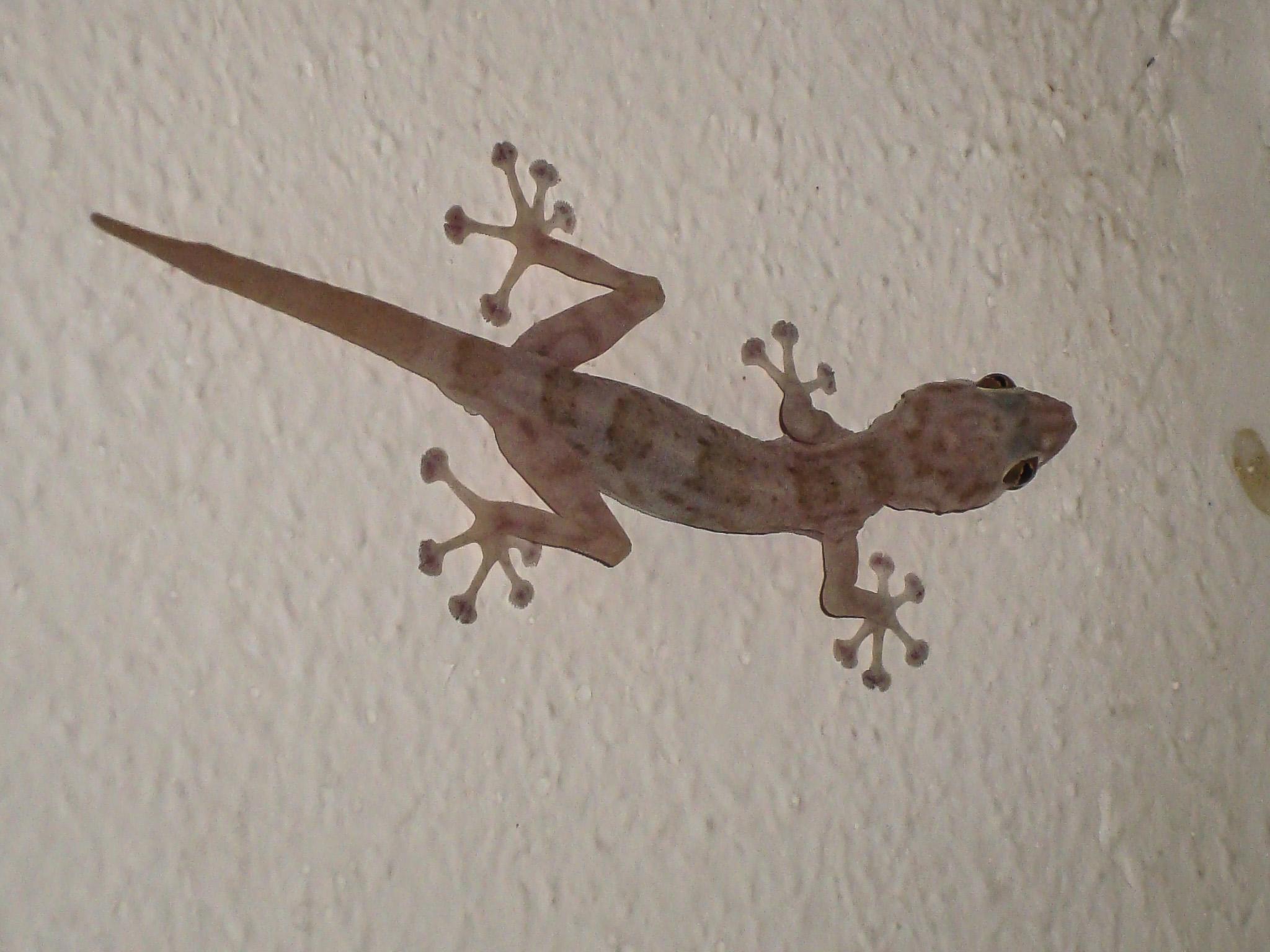 File:Unidentified Gekkota