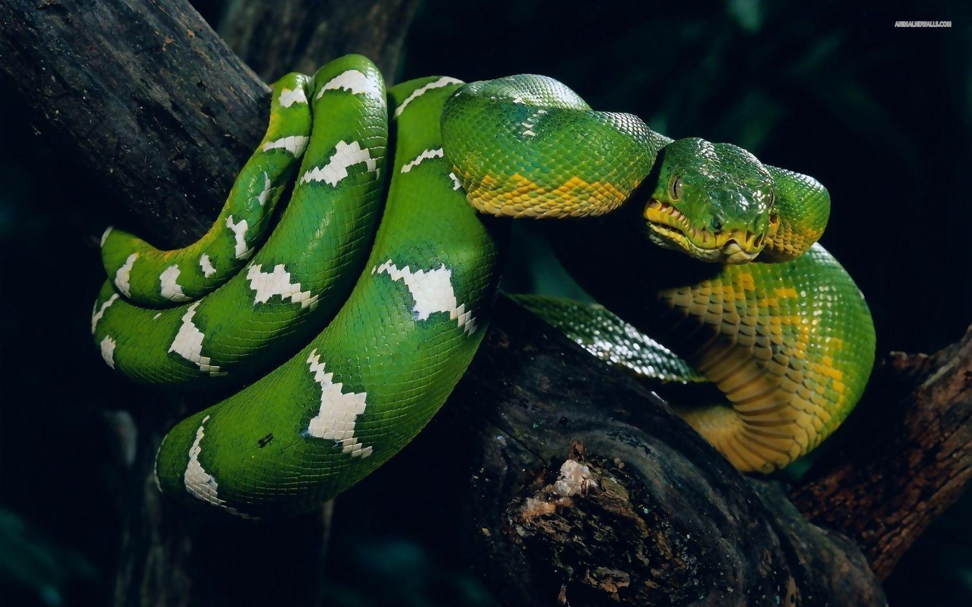 Snake Wallpapers: Different Family Type Of Sna