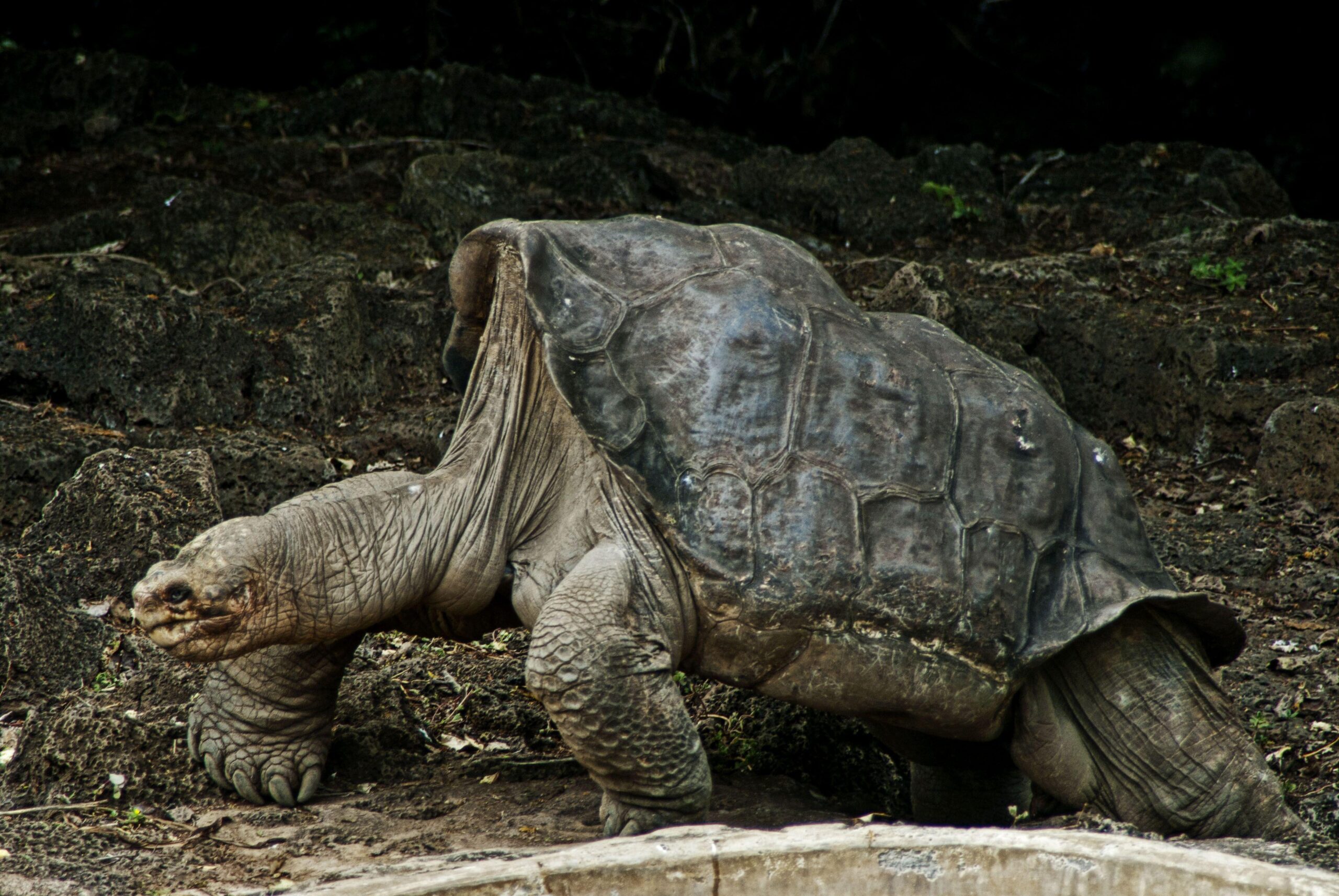 Pinta Island Tortoise Computer Wallpapers, Desktop Backgrounds