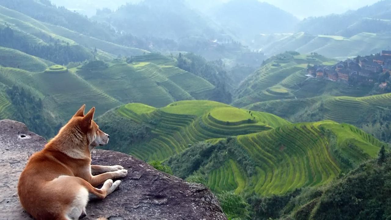 Dog at the Hill HD Wallpapers