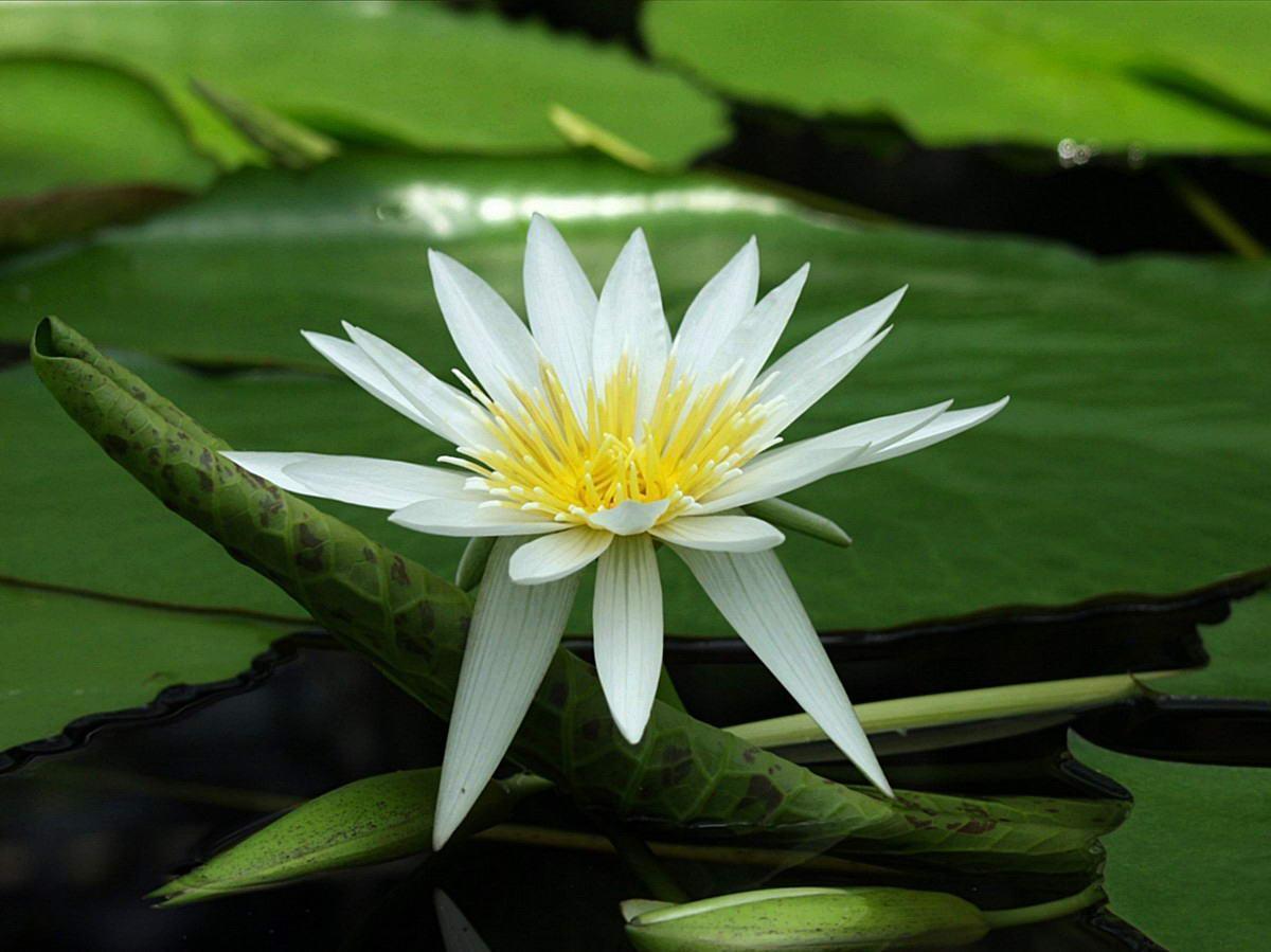 Flowers For > White Lotus Flower Wallpapers