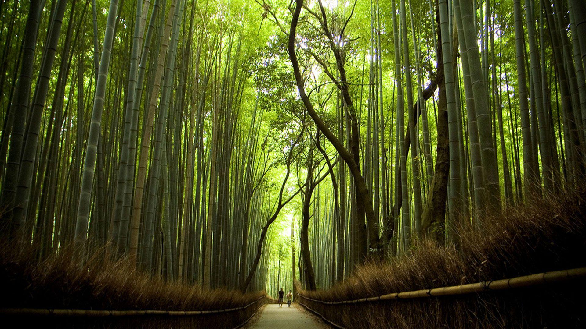 Wallpapers Sagano Bamboo Forest in Japan []