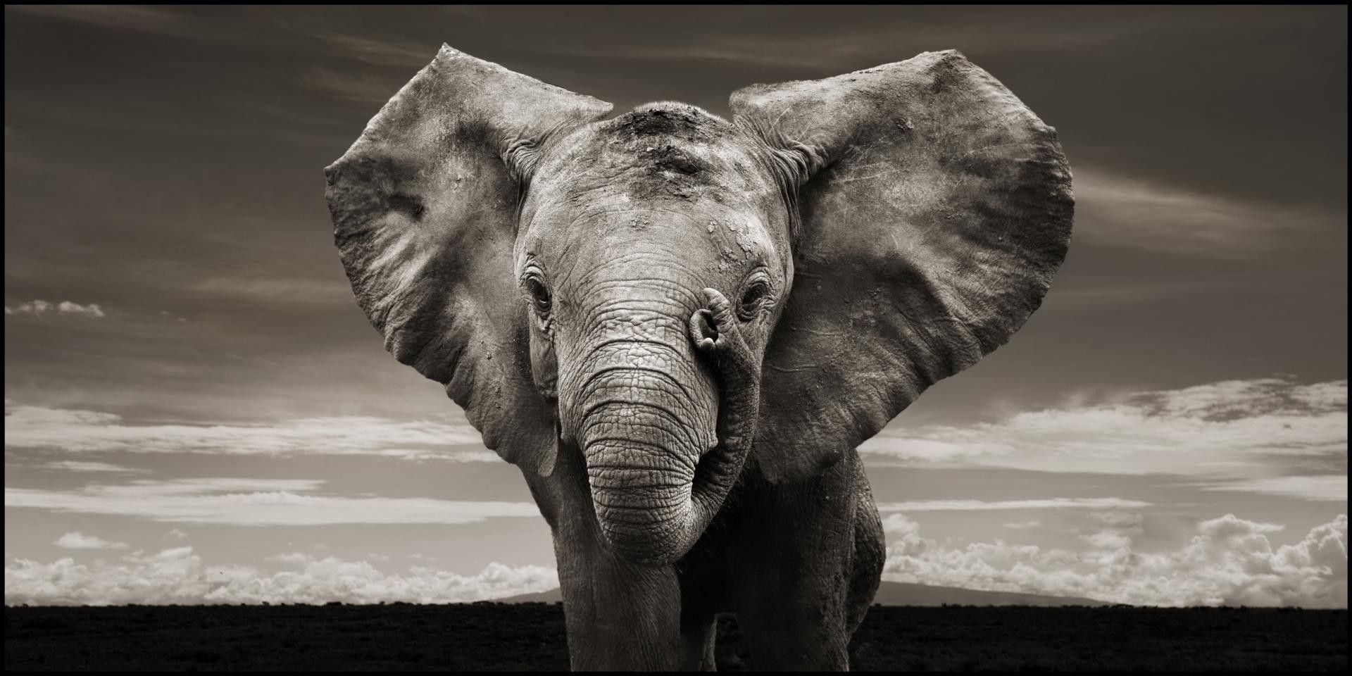 Elephant Computer Wallpapers, Desktop Backgrounds Id: 193044