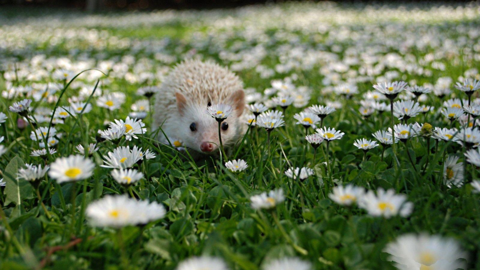 106 Hedgehog HD Wallpapers