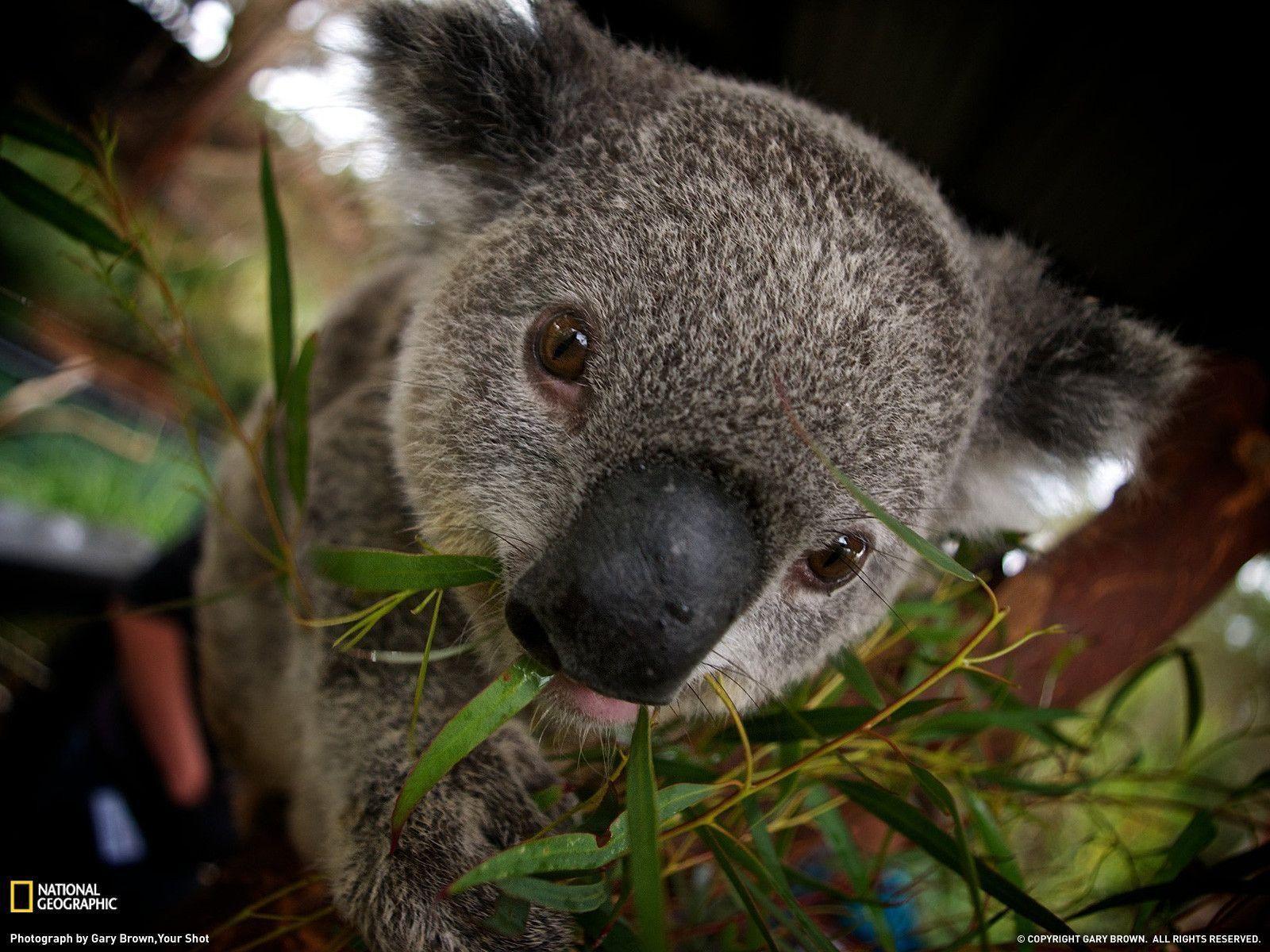 Khalilahmadkhan on Koala HD Wallpapers and