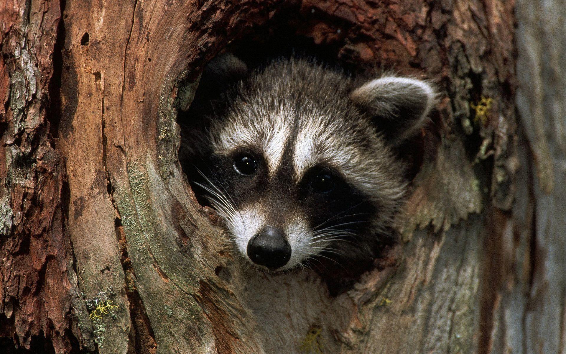 Raccoon Wallpapers 17889