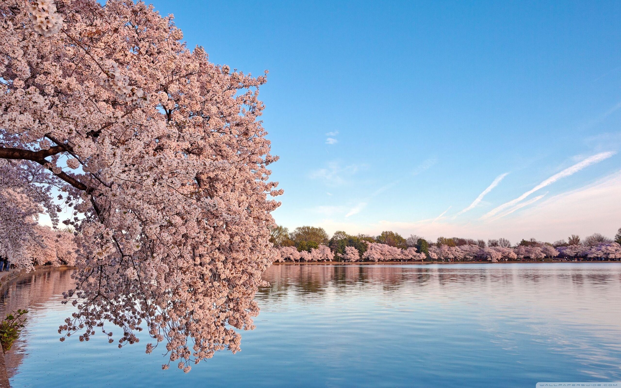 Washington DC Cherry Blossom HD desktop wallpapers : Widescreen