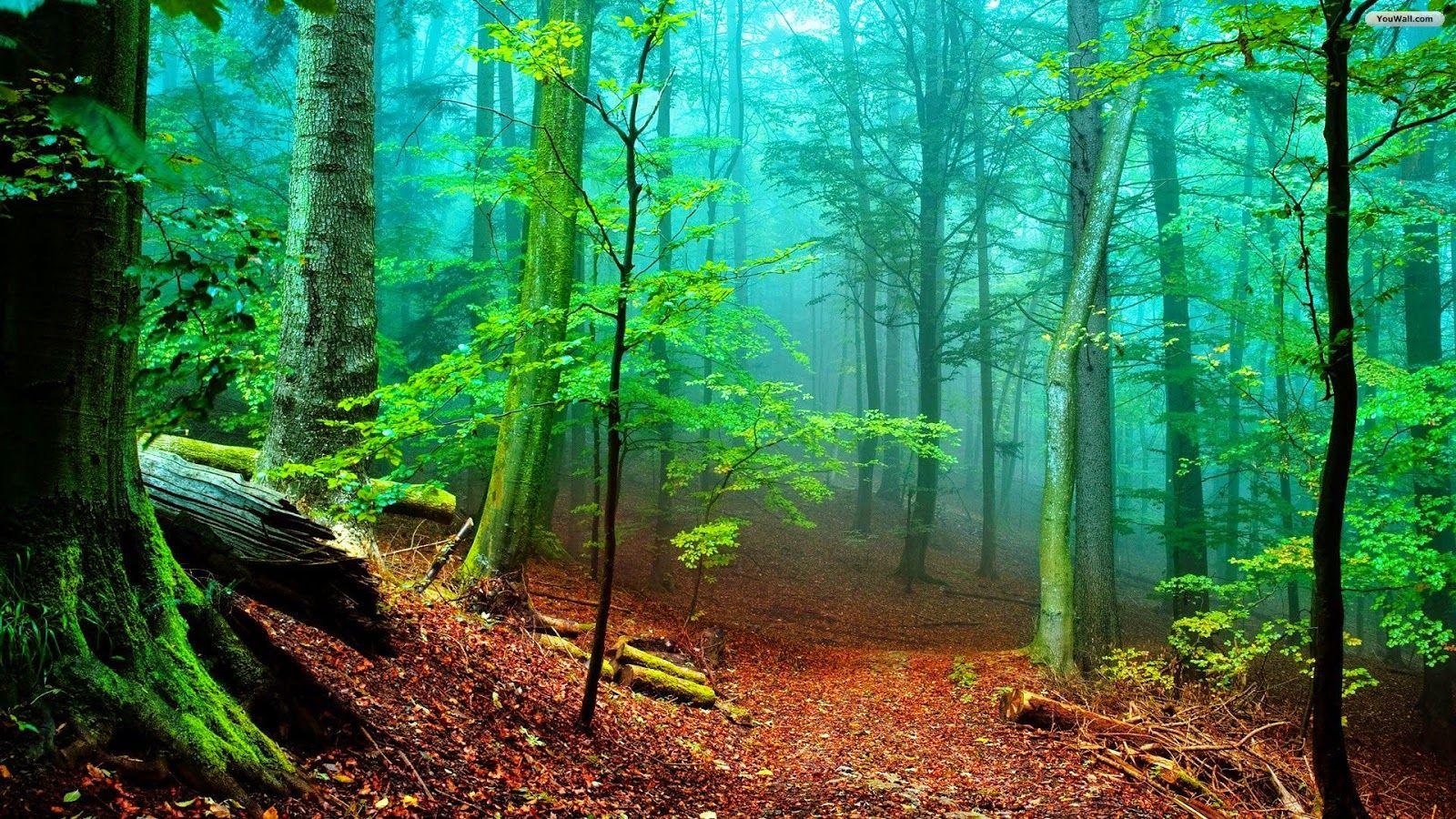 PARMIONOVA: International Day of Forests 2015, 21 March