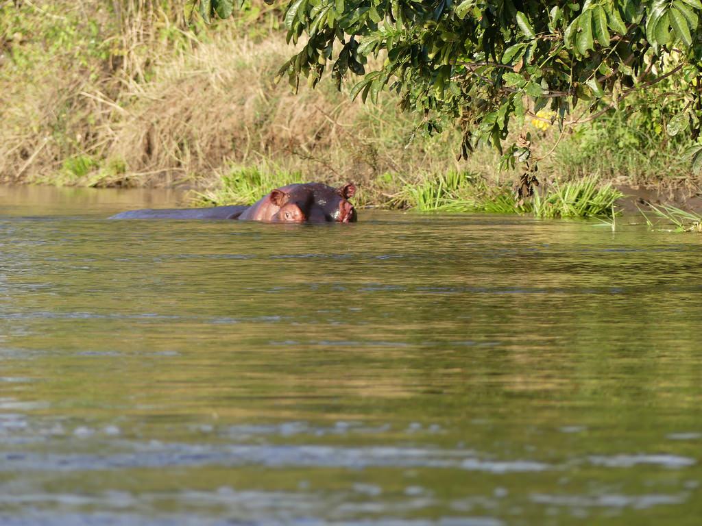 P1180625 Lower Zambezi National Park Zambia