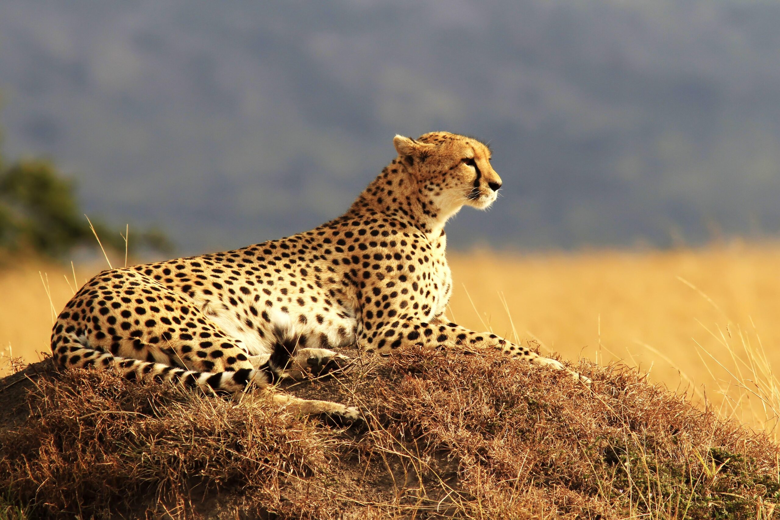 1462489 free screensaver wallpapers for cheetah