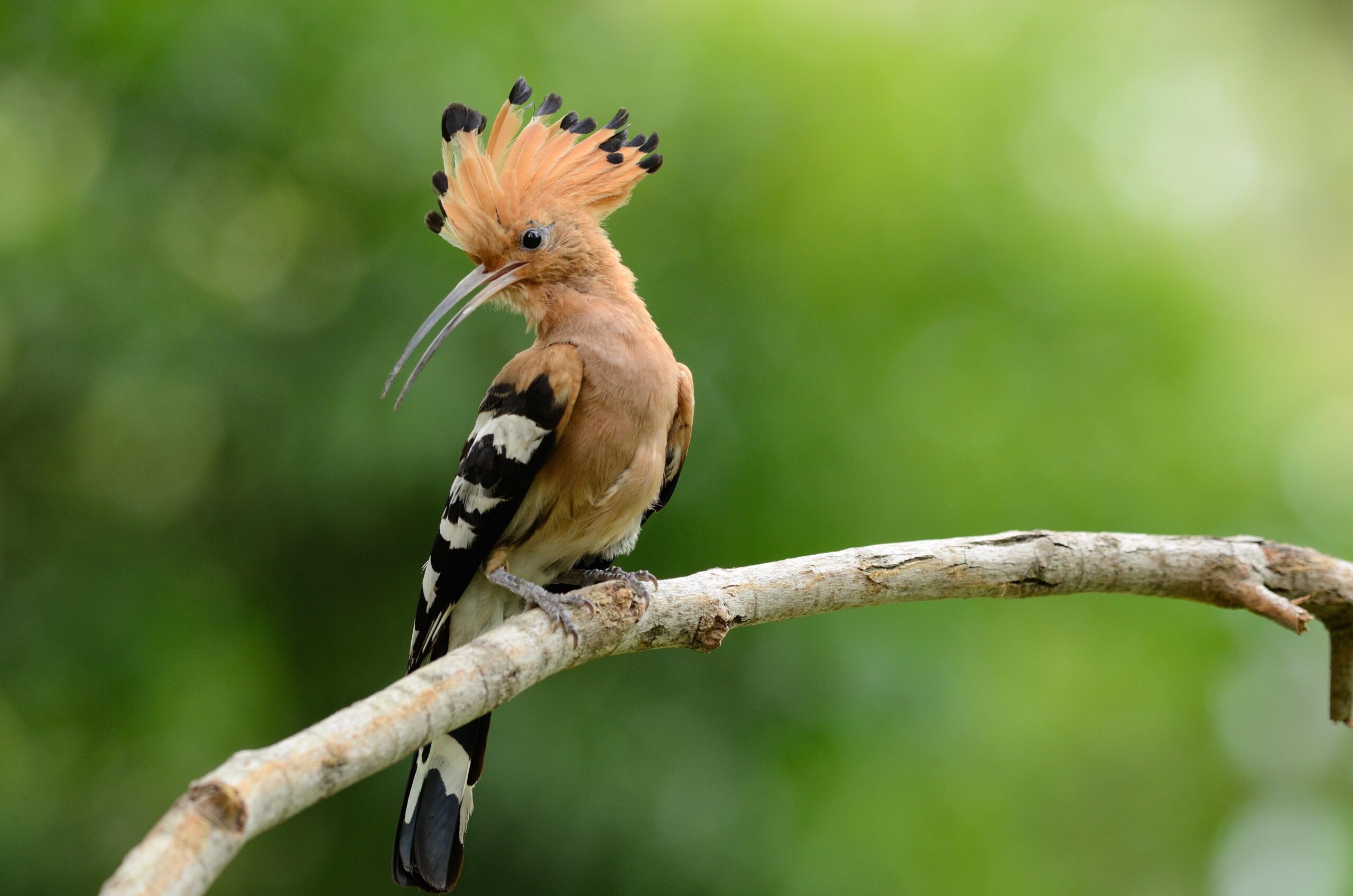 Wallpapers hoopoe, bird, 4k, Animals