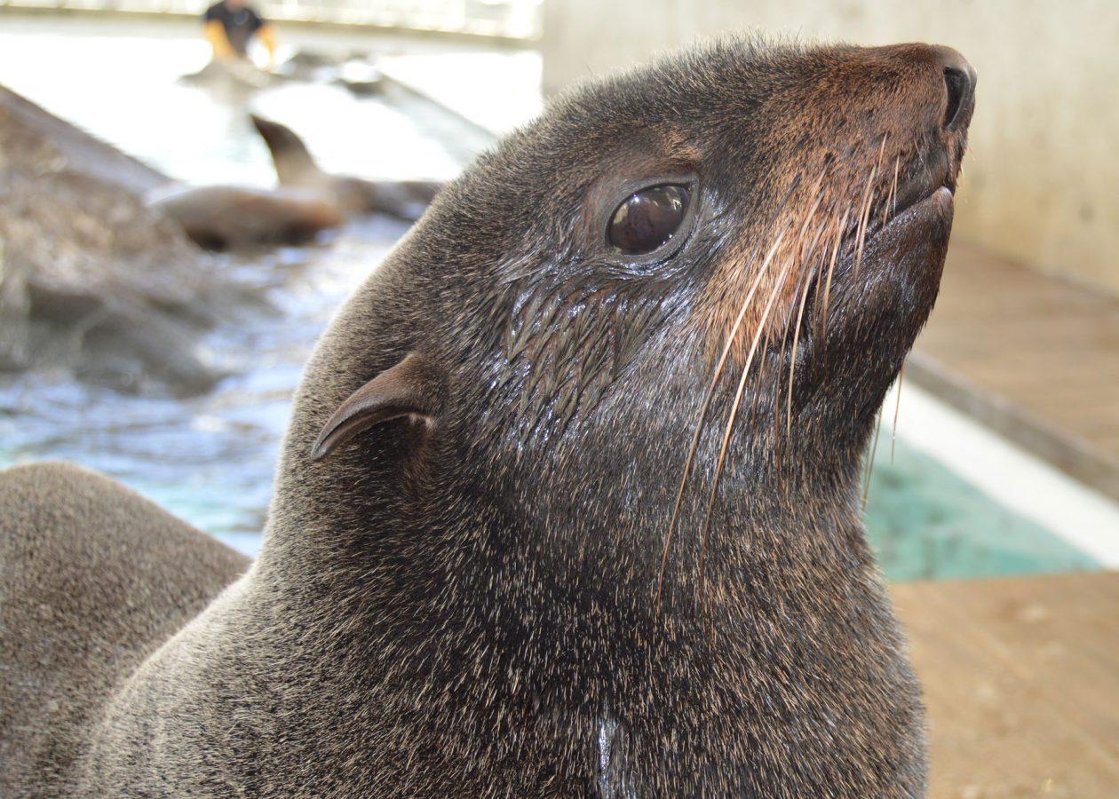 Who’s Who? Fur Seal vs. Sea Lion