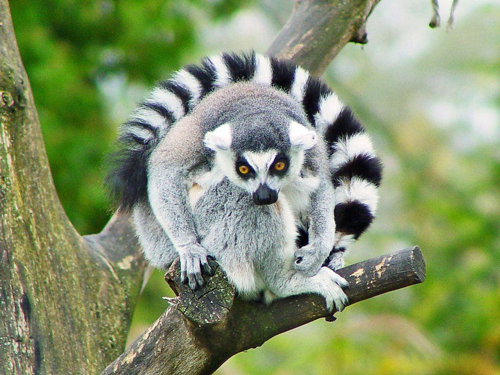 Lemur HD Desktop Wallpapers