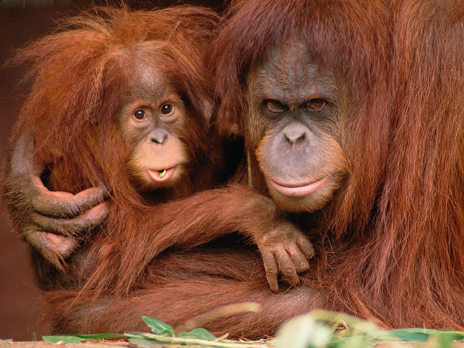 Orangutan Wallpapers 12