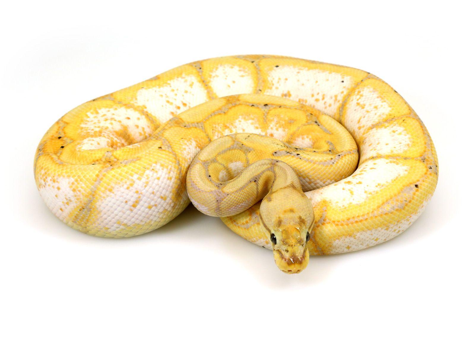 ball python, banana spider