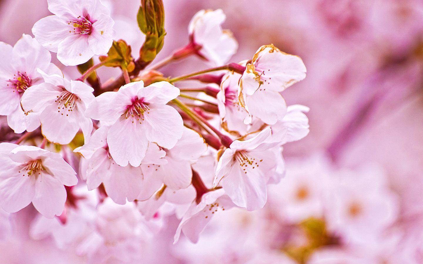 sakura.flower wallpaper