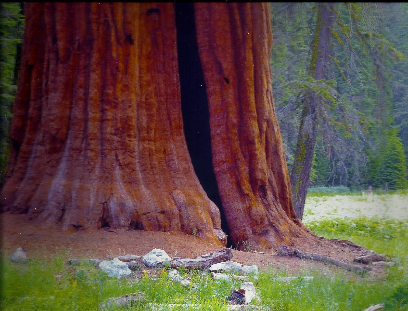 Forest: Sequoia National Park California Forest Tall Trees