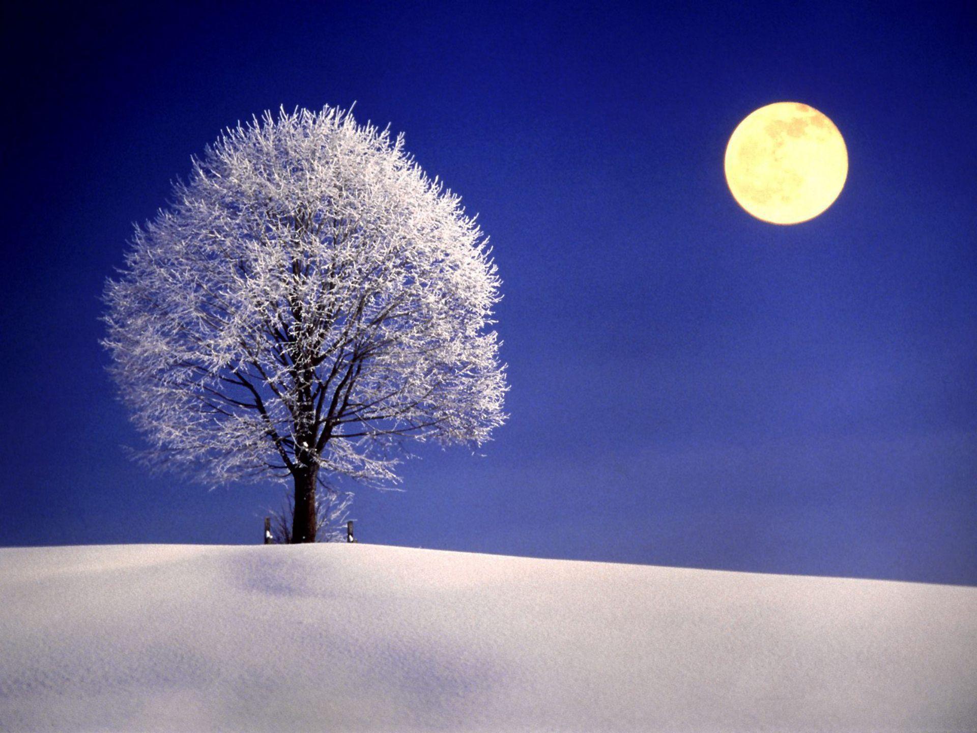 Winter Night with Full Moon widescreen wallpapers