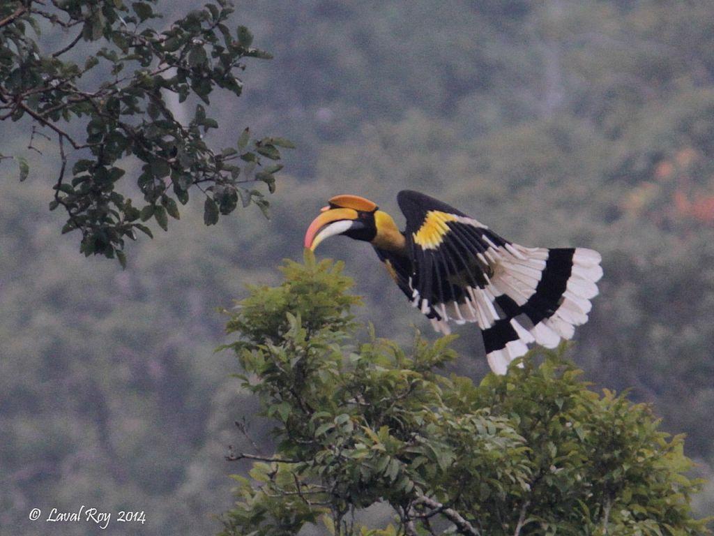 VOTE for the Best Photo of the Week 09 May 2015 » Focusing on Wildlife