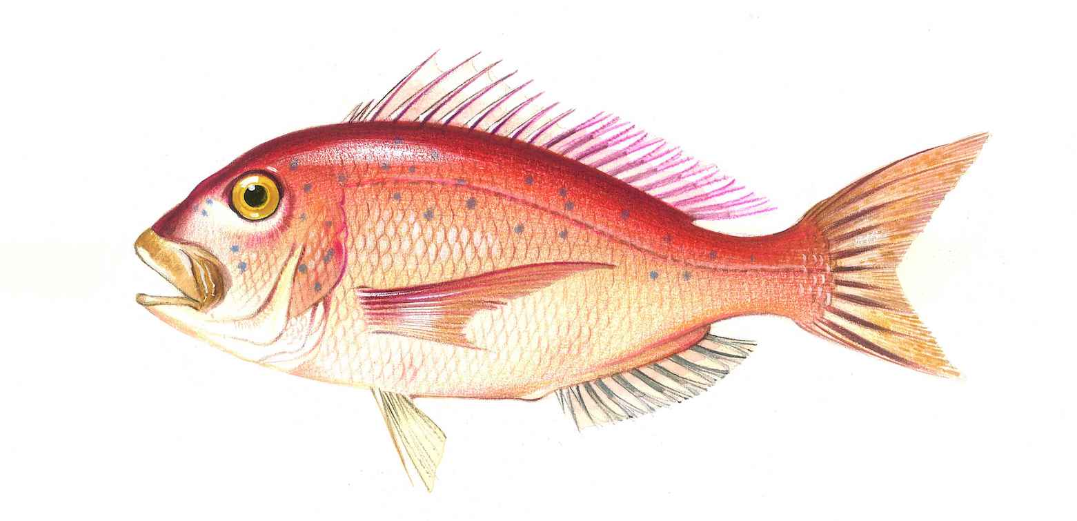 Common Seabream: Characteristics, reproduction, habitat and