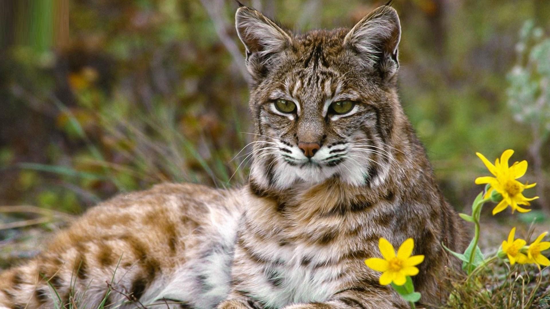 Bobcat Wallpapers, 40 Bobcat HD Wallpapers/Backgrounds, GuoGuiyan