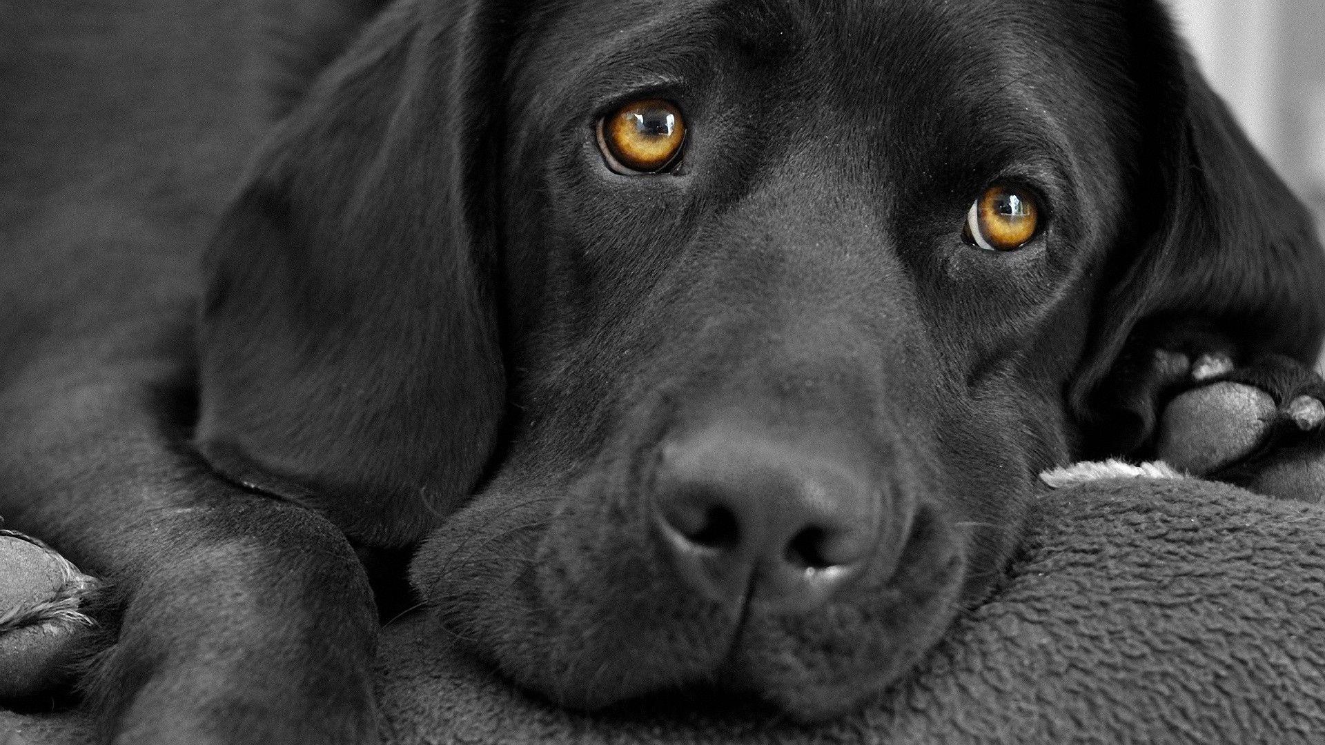 Black Labrador wallpapers