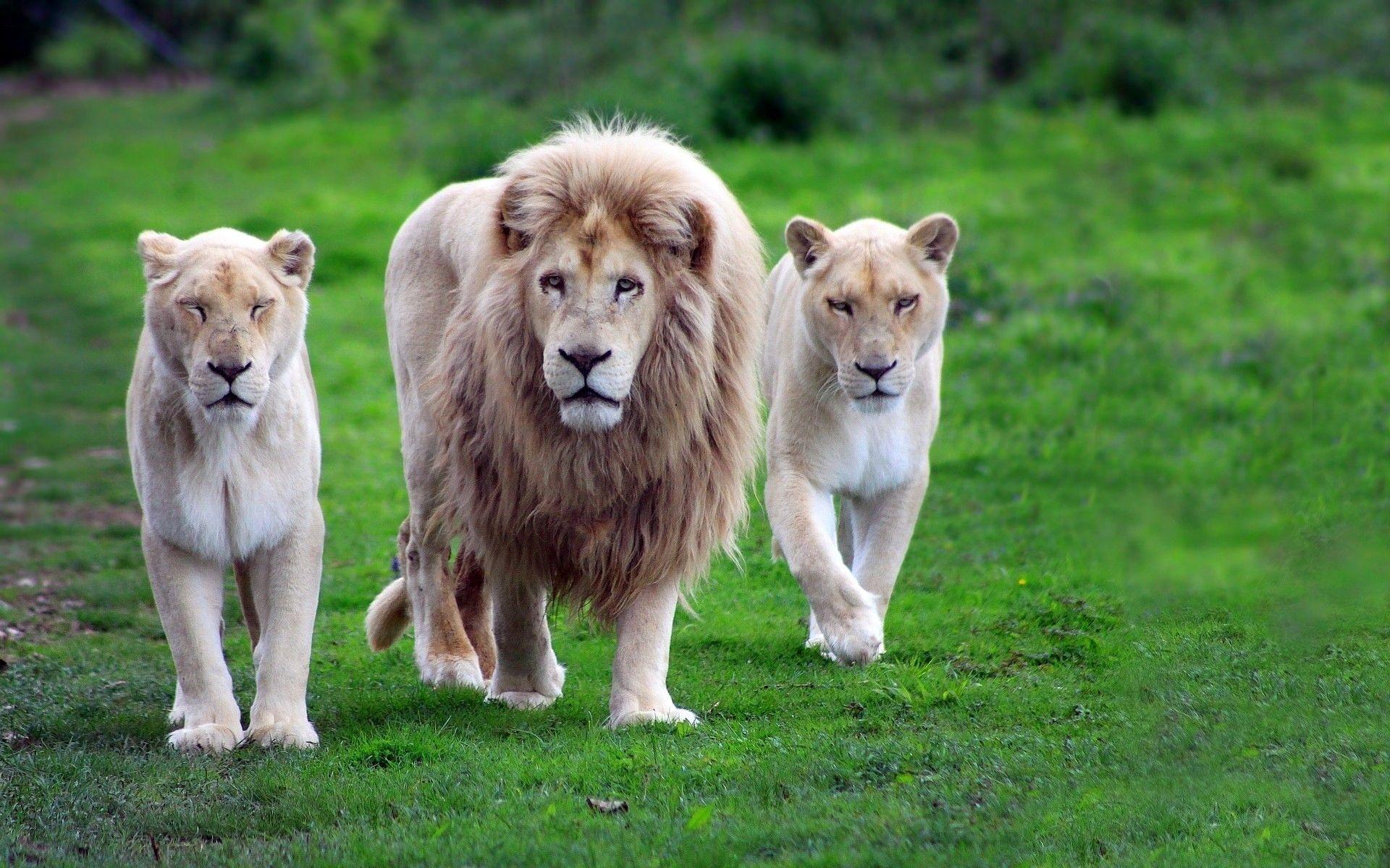 Lion Hd Wallpapers