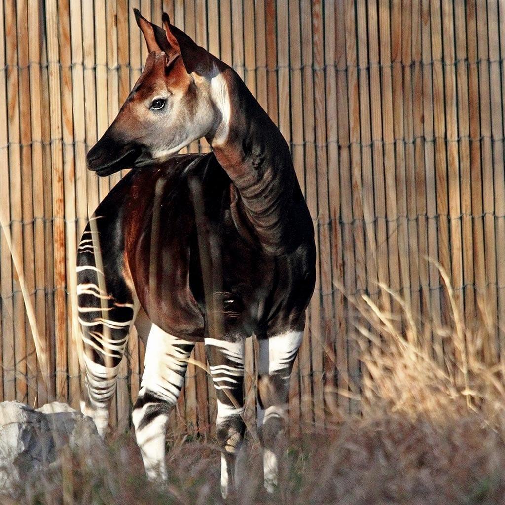 Okapi