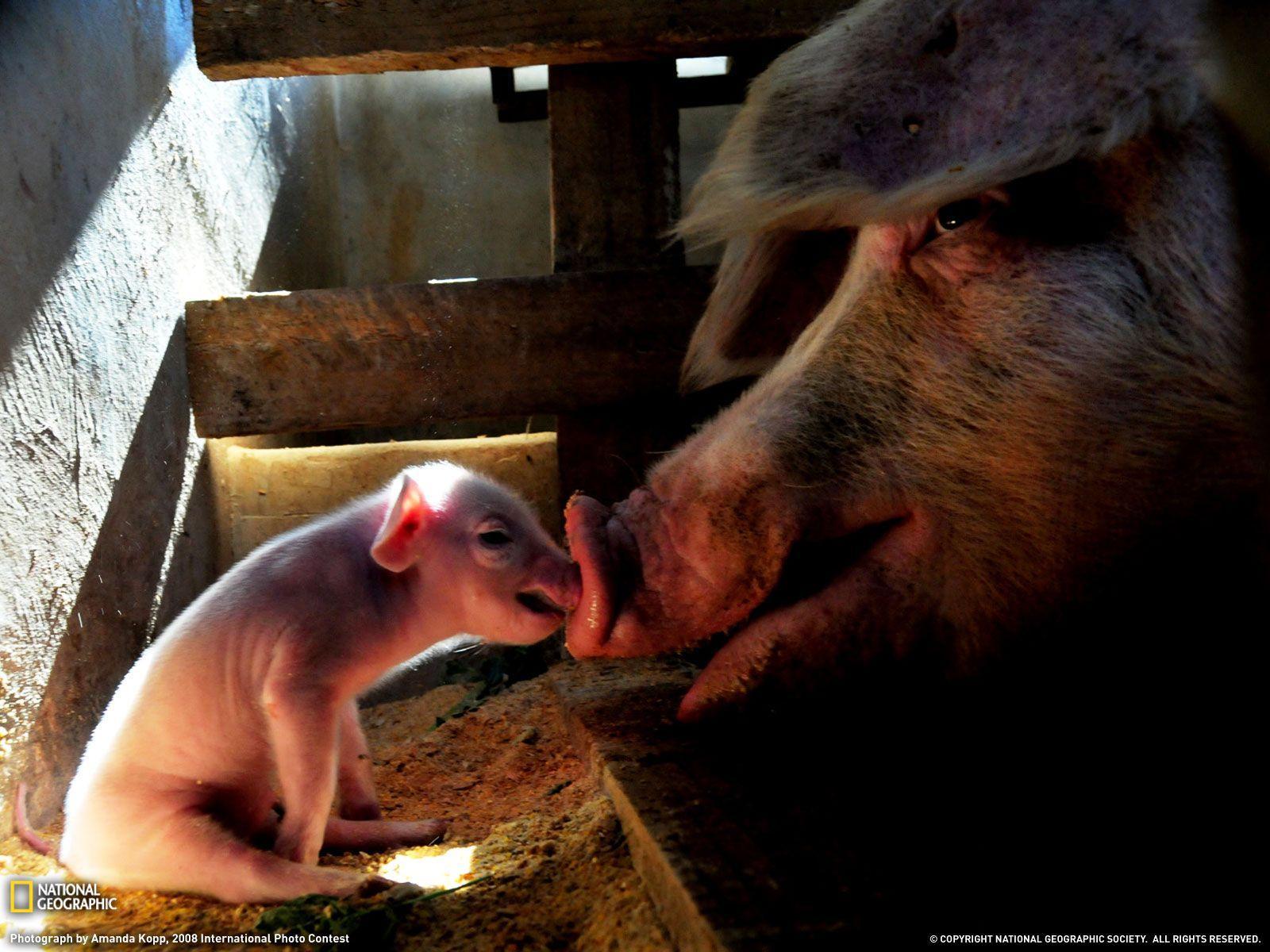 Mother Pig and Piglet Picture, Animal Wallpapers