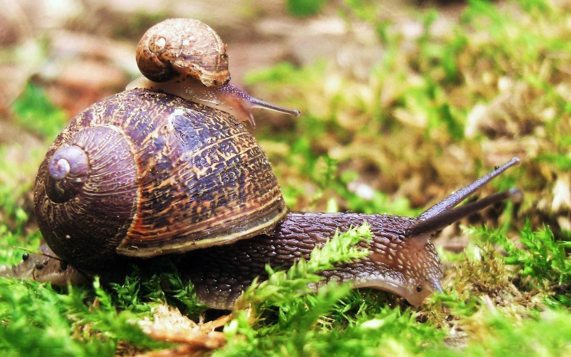 African garden snail on green grass HD wallpapers