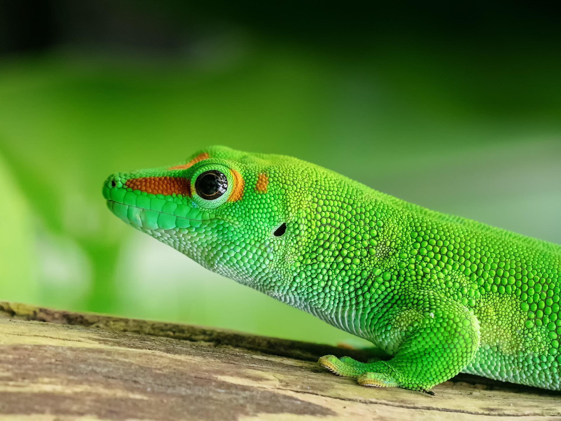 Gecko Wallpapers HD for Android