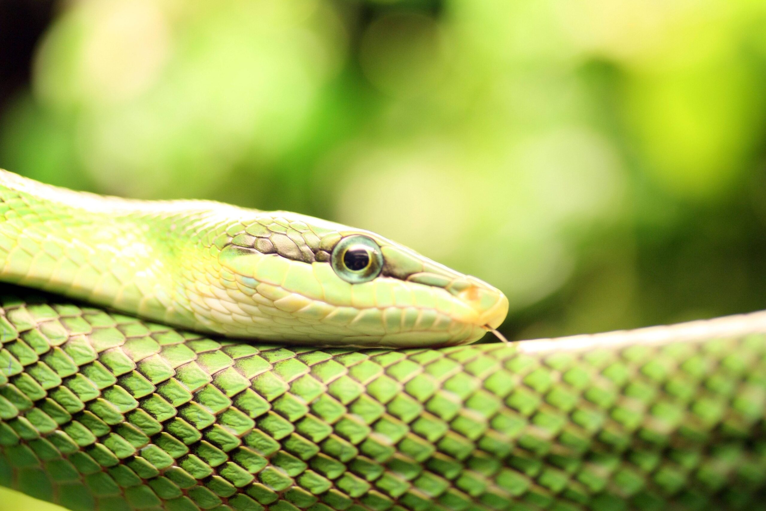 2 Smooth Green Snake Wallpapers