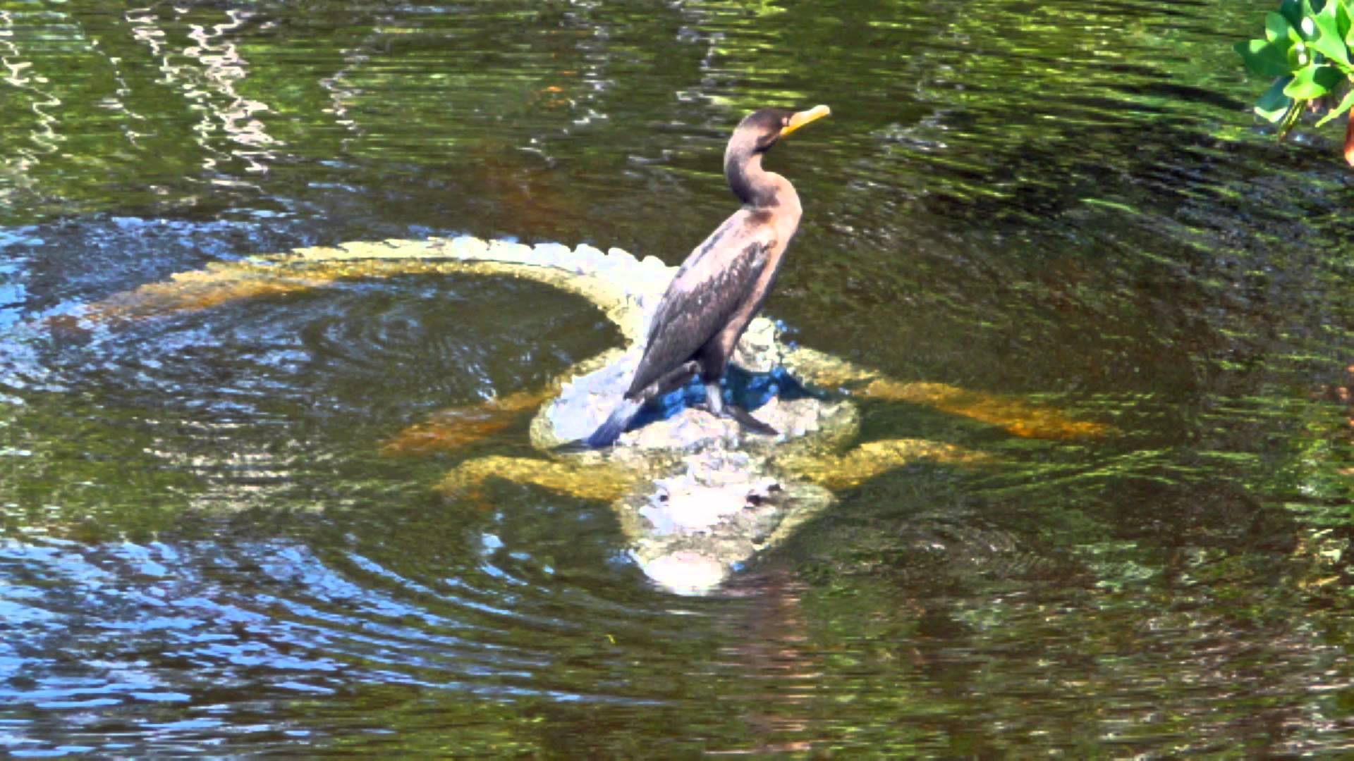 Everglades National Park Commercial