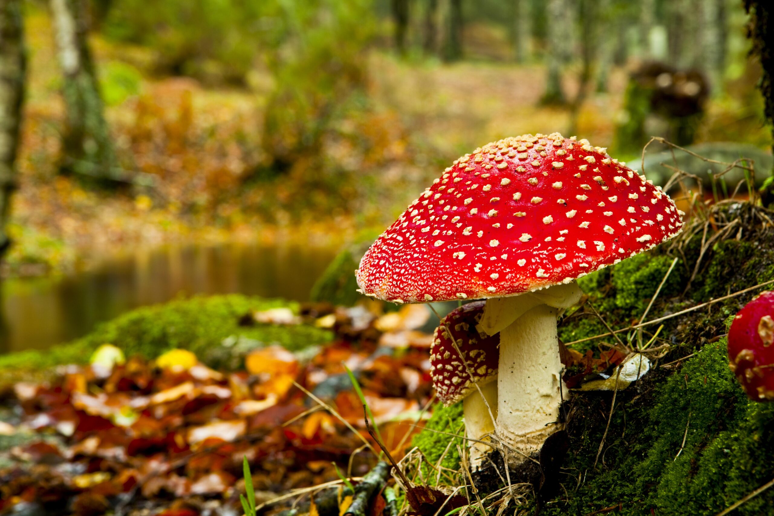 Autumn Mushrooms Wallpapers High Quality