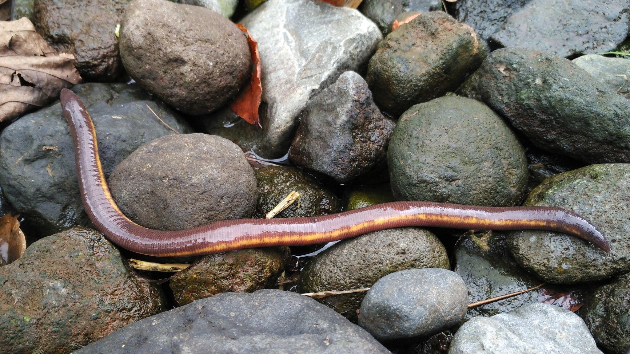 Javan Caecilian